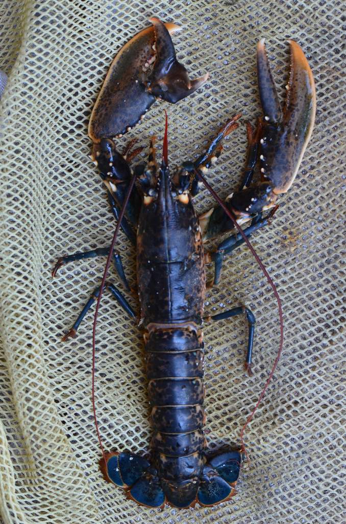 Homarus gammarus